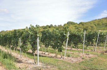 Weingut Gerharz-Hochthurn