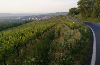 Weingut Gerharz-Hochthurn