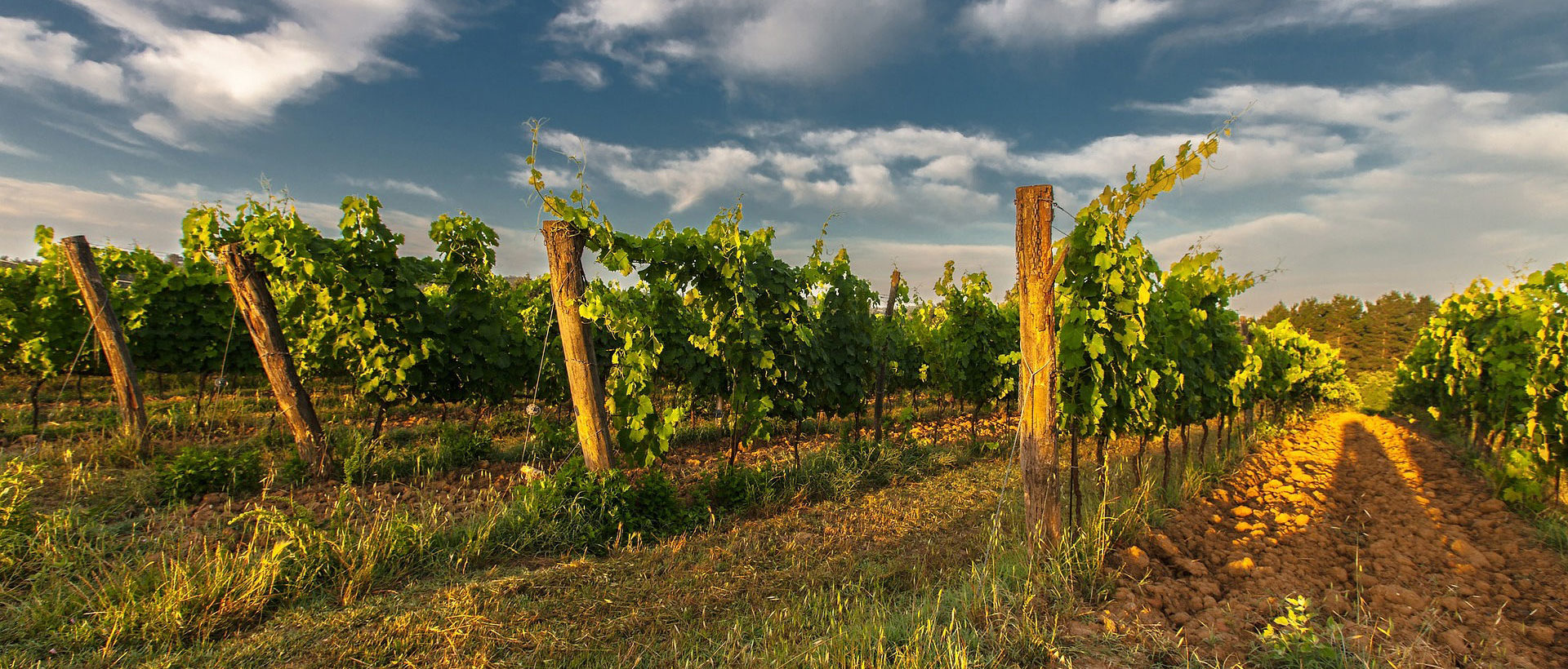 Weingut Gerharz-Hochthurn