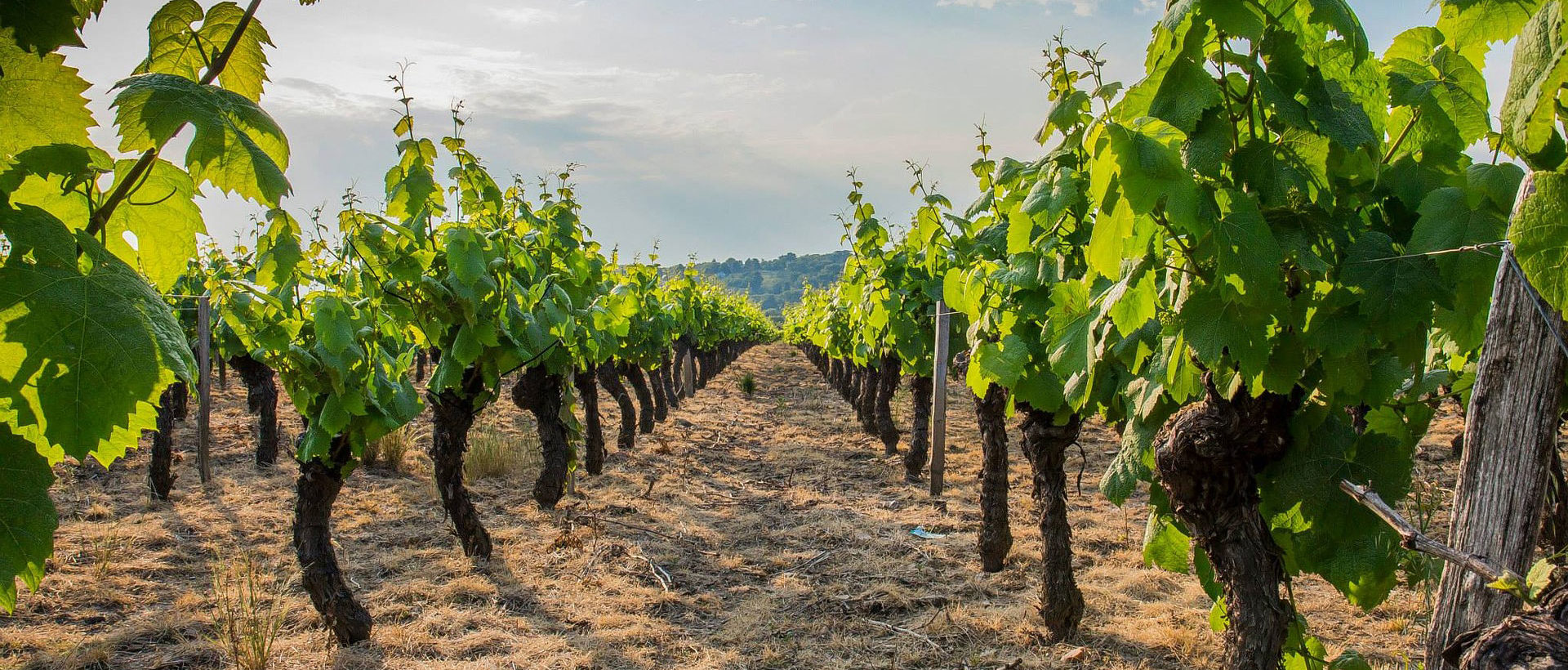 Weingut Gerharz-Hochthurn