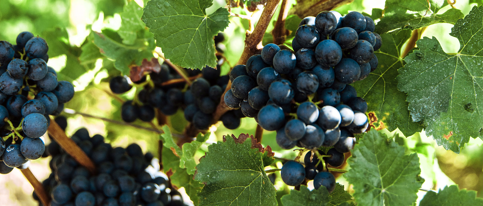 Wein als köstliche Zeitkapsel...